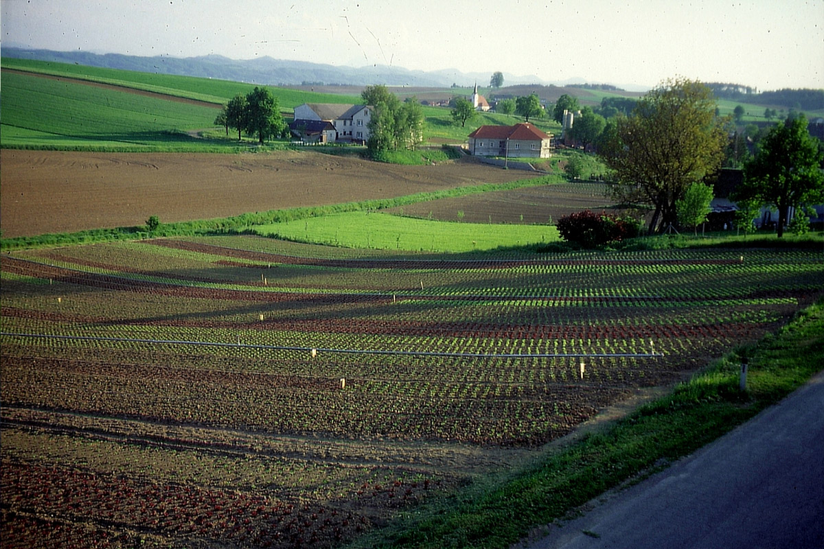 Karner Geschichte - Salatfeld